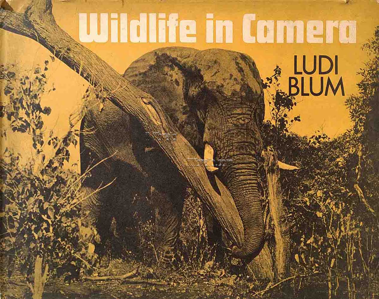 Wildlife in camera